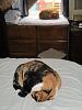 For the Cats-img_0895.jpg