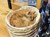 Wells Cathedral-cathedral-cat.jpg