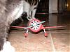 Geebee R1 1/33-geebee-final-cats.jpg