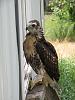 Peeping Tom.-hawk-2.jpg