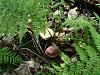 Forest mushrooms-sam_1726.jpg