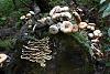 Forest mushrooms-sam_1795.jpg
