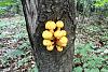 Forest mushrooms-sam_1796.jpg