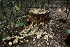 Forest mushrooms-sam_1811.jpg