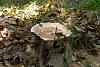 Forest mushrooms-sam_1819.jpg