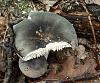 Forest mushrooms-sam_1823.jpg