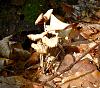 Forest mushrooms-sam_1829.jpg