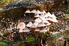 Forest mushrooms-sam_1835.jpg