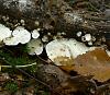 Forest mushrooms-sam_1846.jpg