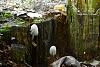 Forest mushrooms-sam_1859.jpg