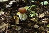 Forest mushrooms-sam_1937.jpg