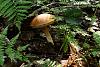 Forest mushrooms-sam_1949.jpg