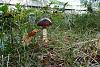 Forest mushrooms-sam_1974.jpg