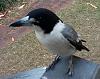 Freeloaders have moved in-male_butcherbird_5_sept.jpg