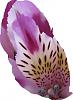 Peruvian Flower Request-alstroemeria_inca_mystic_1.jpg
