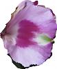 Peruvian Flower Request-alstroemeria_inca_mystic_1a.jpg