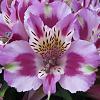 Peruvian Flower Request-alstroemeria_inca_mystic.jpg