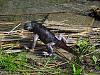 Iguana from Canon-nauvo-30.6-4.7.2013-037.jpg