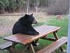 Yogi Bear-bear-picnic-table.jpg