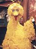 Project 50something-bigbird.jpg