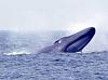 BLUE WHALE from CANON-bluewhale16.jpg