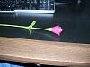 A rose to impress the ladies-036.jpg