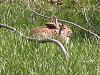 'Wildlife'-4-25-09-rabbit-1.jpg