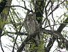 &quot;birding&quot; fun-great-horned-owl-2.jpg