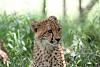 Wildlife (mammals, reptiles etc) Pics-img_1559-vcheta.jpg