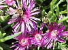 Wildlife (mammals, reptiles etc) Pics-bumblebee-iceplant-6-16-2013.jpg