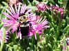 Wildlife (mammals, reptiles etc) Pics-bumblebee-iceplant-best-6-16-2013.jpg