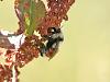 Wildlife (mammals, reptiles etc) Pics-bumble-bee-4.jpg