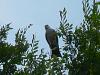 &quot;birding&quot; fun-mississippi-kite03.jpg