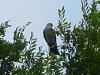 &quot;birding&quot; fun-mississippi-kite04.jpg