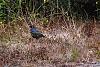 &quot;birding&quot; fun-2013-07-19-20california-20quail-20sentinel-m.jpg