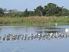 &quot;birding&quot; fun-131005_cmpsp_02_raft_of_birds.jpg