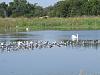 &quot;birding&quot; fun-131005_cmpsp_02_raft_of_birds02.jpg