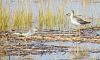 &quot;birding&quot; fun-131006_skimmer_03_yellowlegs.jpg