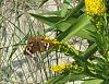 &quot;birding&quot; fun-131006a_cmp_dune_buckeye.jpg