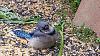 &quot;birding&quot; fun-20150704_182254.jpg