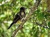 &quot;birding&quot; fun-dc-bulbul.jpg