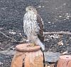 &quot;birding&quot; fun-hawk_170215_02.jpg