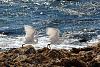 &quot;birding&quot; fun-estero-20bay-2013-20snowy-20egrets-20-xl.jpg