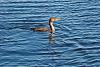 &quot;birding&quot; fun-morro-20bay-20cormorant-xl.jpg