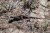 Wildlife (mammals, reptiles etc) Pics-harmony-20headlands-2014-xl.jpg