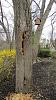 &quot;birding&quot; fun-woodpecker-ravaged-ash-tree_170406a.jpg