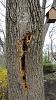 &quot;birding&quot; fun-woodpecker-ravaged-ash-tree_170406b.jpg