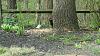 &quot;birding&quot; fun-pileated-ash-tree_170406a.jpg