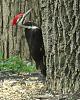 &quot;birding&quot; fun-pileated-ash-tree_170406b.jpg