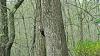 &quot;birding&quot; fun-pileated-ash-tree_170406a.jpg